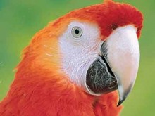 Parc Ornithologique De Bretagne  Bruz