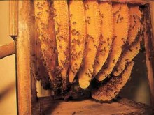 L'abeille Vivante Et La Cité Des Fourmis  Le Faouët