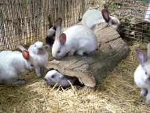 La Forêt Des Lapins  Itxassou