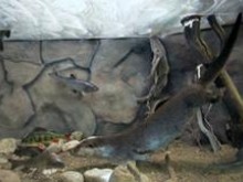 Muséum d'Histoire Naturelle Henri-Lecoq