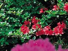 Découverte Du Patrimoine Du Xixè Siècle  Saint-didier-en-velay