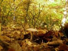 A La Cueillette Des Champignons  Alençon