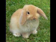 Chez Corentin Et Adèle  Butot-vénesville