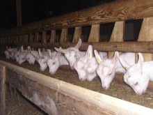 Chèvrerie St Cosme  Crasville-la-rocquefort