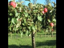 Trois Clos Des Prés  Criel-sur-mer