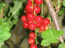 La Grange Dimière  Heurteauville