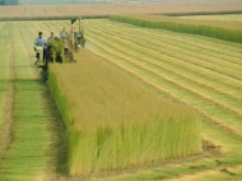 Côté Lin  Ardouval