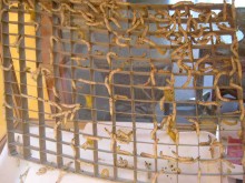 Secrets De Soie  Campel