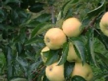 Les Vergers De Mesnil-jourdain  Le Mesnil-jourdain