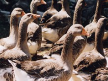 Les Ducks De La Mare Hermier  Amfreville-sur-iton