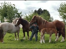 Les Attelages De La Ferme De Beaulieu  Lieurey