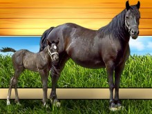 Centre Equestre De La Bonde  Saint-denis-le-ferment