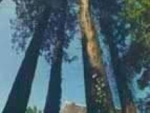 Arboretum Du Lampy  Saissac