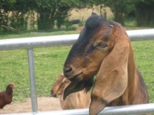 La Ferme De La Nature  Fontenai-les-louvets
