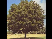 Tilleul du XVIIème Siècle