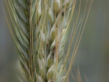 Maison Du Seigle  Ménessaire