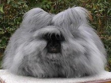 Les Angoras du Launay