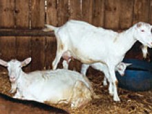 Chevrerie De La Huberdiere  Liesville-sur-douve