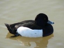 Reserve Ornithologique 