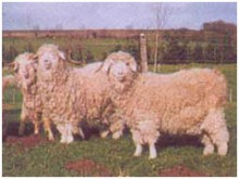 Grange au Mohair 