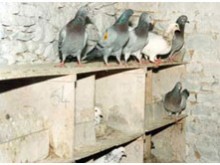 Pigeonniers des Pelletiers