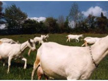 La Cour Monbret  Le Vey