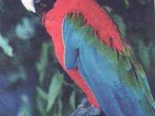 Parc Ornithologique Des Isles   Saint-julien-de-cassagnas