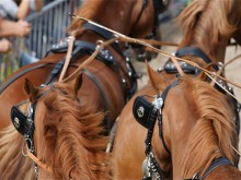 Le Haras national d'Uzes