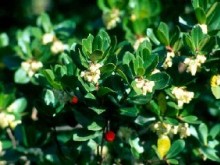 Le Bois Des Espeisses  Nîmes