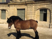 Maison Du Cheval Ardennais  Buzancy