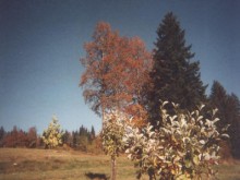 L'arboretum Du Lavot  Fournets-luisans