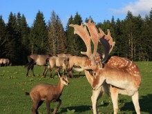 Parc Polaire  Chaux-neuve