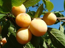 Ferme Auberge Du Colombier  Villotte-sur-aire