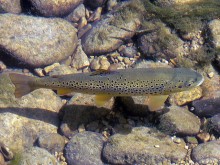 La Pêche à La Truite  Cousances-les-forges
