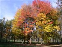 Abords Du Ruisseau De L'etange  Allamps