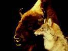 Muséum D'histoire Naturelle  Bourges