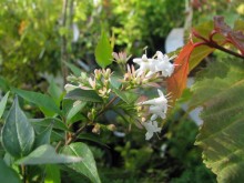 Jardin dans le Saintois