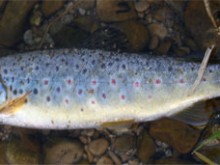 Les Brochets De L'othain  Saint-jean-lès-longuyon