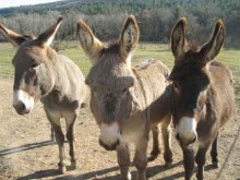 La Ferme Des Aneries  Villers-le-rond