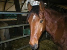 La Galopade  Deuxville