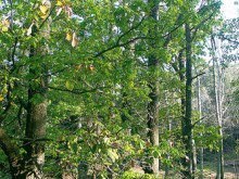 Arboretum De Gratteloup  Bormes-les-mimosas