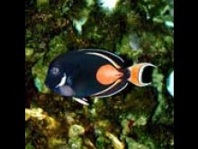 Aquarium Arago  Banyuls-sur-mer