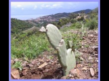 Explotation De Cactus  Banyuls-sur-mer