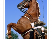 Le Cadre Noir De Saumur 