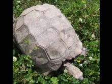 Zoo La Vallée Des Tortues  Sorède