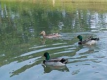 Circuit des oiseaux, ballade en VTT