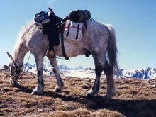 Randonnée équestre, le plo outfitter