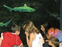 Aquarium Du Cap D'agde  