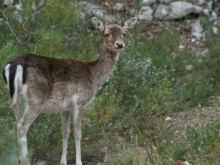 Parc De Coulondres   Saint-gély-du-fesc