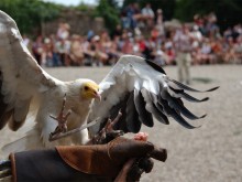 La Volerie Des Aigles Au Château  Kintzheim